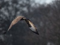 10-12-2014 Bussard im Flug  Bussard im Flug